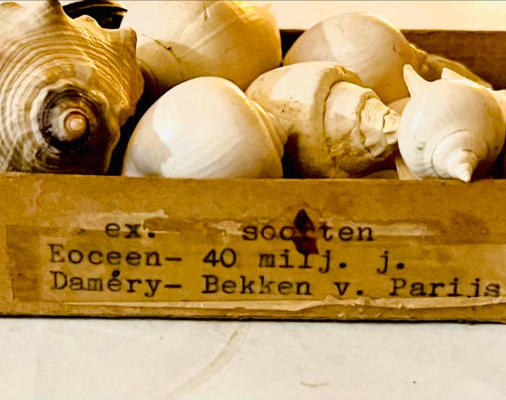 Fossiel en Schelpen in Doos - Curiosa, Antiek en Kunst, Curiosa en Brocante, Verzenden