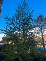 Prachtige berk (6m), Tuin en Terras, Ophalen of Verzenden, Bloeit niet, Halfschaduw, Overige soorten