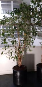 Ficus Benjamin op hydrocultuur in pot op wieltjes, Ophalen, Ficus, Halfschaduw, In pot