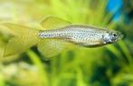 Luipaard Danio, Dieren en Toebehoren, Vis