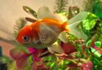 Oranda (leeuwenkop) goudvis, Dieren en Toebehoren, Vissen | Aquariumvissen, Vis