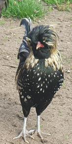 Haan, Dieren en Toebehoren, Overige Dieren, Augustus, Mannelijk