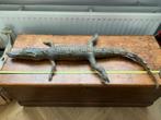 Opgezette krokodil, oud., Opgezet dier, Gebruikt, Ophalen, Reptiel of Amfibie