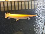 Albino florida gar, Dieren en Toebehoren, Vis