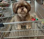 Oppas gezocht voor onze lieve Jip (7 jaar)  Heerhugowaard, Dieren en Toebehoren, Honden-accessoires, Ophalen of Verzenden, Gebruikt