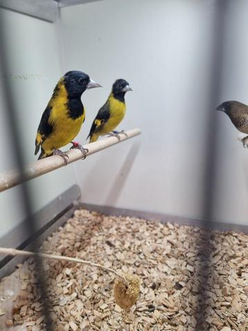 Verschillende soorten tropen, kanaries en kromsnavels  beschikbaar voor biedingen