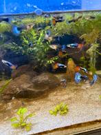 Actie Raszuiver Koppel HB Any Colour guppen voor maar € 7,50, Dieren en Toebehoren, Vissen | Aquariumvissen, Vis