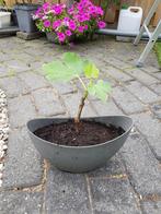 vijgenboom 5 maanden oud, Ophalen of Verzenden
