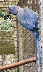 Halsbandparkieten broedrijp, Dieren en Toebehoren, Vogels | Parkieten en Papegaaien, Meerdere dieren, Parkiet