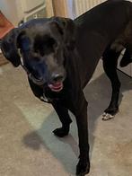 MET SPOED een warme plek gezocht voor deze lieverd, Dieren en Toebehoren, Honden | Retrievers, Spaniëls en Waterhonden, Particulier