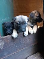 Anatolische herder x hollandse herder, Dieren en Toebehoren, Honden | Niet-rashonden, Rabiës (hondsdolheid), 8 tot 15 weken, Groot