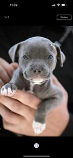 Blauwe stafford pups gezocht, Dieren en Toebehoren, Honden | Bulldogs, Pinschers en Molossers, Overige rassen, 8 tot 15 weken