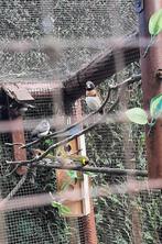 Bruinborstrietvinken  koppel van 2025, Dieren en Toebehoren, Vogels | Overige Vogels, Meerdere dieren, Geringd