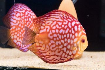 75000 vissen, malawi, discus, zalmen, tetra`s, gourami, cory beschikbaar voor biedingen