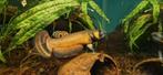 Wilde betta macrostoma, Vis, Zoetwatervis