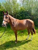 Super brave en betrouwbare ruin, Ruin, 3 tot 6 jaar