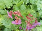 ooievaarsbek  geranium macrorrhizum rose biologisch geteeld, Tuin en Terras, Planten | Tuinplanten, Ophalen, Bodembedekkers, Volle zon