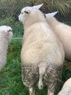 2 Rammen van 2025, Dieren en Toebehoren, Schapen, Geiten en Varkens, Mannelijk, Schaap, 0 tot 2 jaar