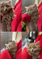 Britse langhaar kitten, Poes, Ontwormd, 0 tot 2 jaar