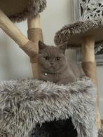 Britse korthaar Lilac, Kater, Gechipt, 0 tot 2 jaar