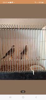 Mexicaanse roodmus poppen, Vrouwelijk, Tropenvogel