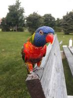 Lori te koop inclusief kooi (lees advertentie), Dieren en Toebehoren, Vogels | Parkieten en Papegaaien, Papegaai, Vrouwelijk