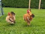 Ayam Serama, krulvederig, Dieren en Toebehoren, Meerdere dieren, Kip