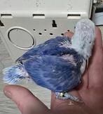 Agapornis fischeri, Geslacht onbekend, Dwergpapegaai of Agapornis, Tam