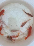 Goudvissen mix vis vissen goudvis verschillende kleuren 6cm, Dieren en Toebehoren, Goudvis(sen)