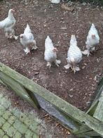 Gratis jonge Brahma haan, Dieren en Toebehoren, Pluimvee, Mannelijk, Kip