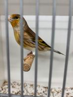 Putter x kanarie bastaard POP 2025, Dieren en Toebehoren, Vogels | Overige Vogels, Vrouwelijk, Wildzangvogel