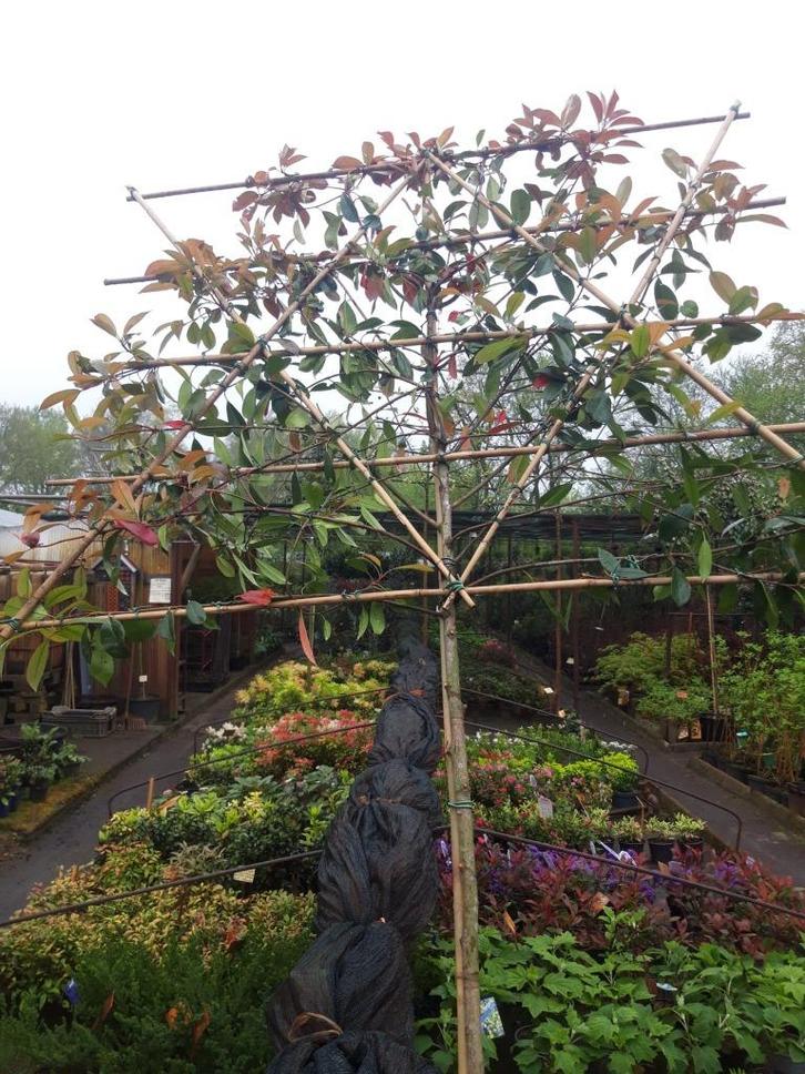 Photinia fras.Red Robin als leiboom, Tuin en Terras, Planten | Bomen, Leiboom, 100 tot 250 cm, Volle zon, Lente, In pot, Ophalen