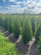 Thuja brabant coniferen. Haagconiferen, Tuin en Terras, Ophalen of Verzenden, Conifeer, 100 tot 250 cm