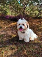 Boomer (Maltezer & Shitzu) dekreu, Reu, 1 tot 2 jaar, Eén hond, Nederland