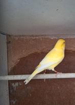 1 kanarie man april 2025, Dieren en Toebehoren, Vogels | Kanaries, Mannelijk, Zangkanarie