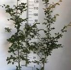 100 beuken haag boompjes 125 cm, Bloeit niet, Halfschaduw, 100 tot 250 cm, Overige soorten