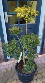 Ilex myrifolia vormsnoei, Tuin en Terras, Ophalen, Halfschaduw, Overige soorten, Minder dan 100 cm