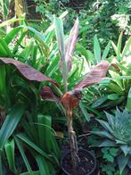 Musa ruby, Huis en Inrichting, Ophalen, Halfschaduw, Minder dan 100 cm