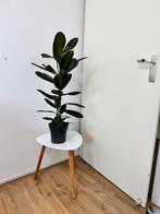 Ficus 90 cm hoog, Ophalen, Ficus, Halfschaduw, Minder dan 100 cm