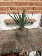 yucca gloriosa, Ophalen, Zomer, Overige soorten, Volle zon