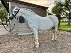Prachtige 6 jarige kampioensmerrie te koop, Dieren en Toebehoren, Pony's, Merrie, Gechipt, 3 tot 6 jaar, B pony (1.17m tot 1.27m)