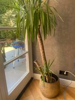 Grote plant in mooie grote goudkleurige pot, Huis en Inrichting, Kamerplanten, Ophalen, Overige soorten, Minder dan 100 cm