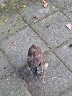 Mooie jongen pauwen, Dieren en Toebehoren, Meerdere dieren