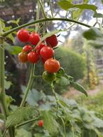 Biologische tomatenplanten kerstomaatjes, Tuin en Terras, Zomer, Ophalen, Groenteplanten, Eenjarig
