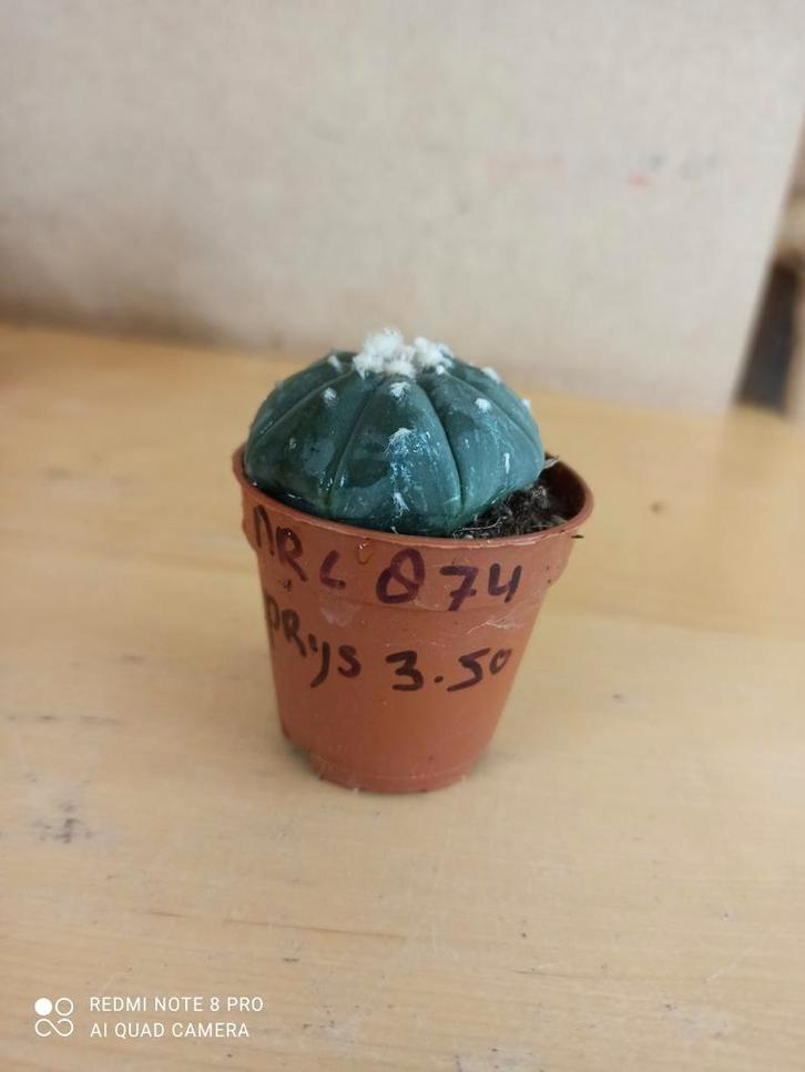 Astrophytum asterias potmaat 5.5 nummer C874, Huis en Inrichting, Kamerplanten, Minder dan 100 cm, Halfschaduw, Ophalen of Verzenden