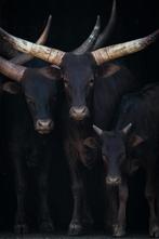 Plexiglas Schilderij Watusi Koeien, Antiek en Kunst, Kunst | Schilderijen | Modern, Ophalen of Verzenden