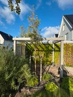 Sierpeer boom (Chanticleer) 3,5 / 4m hoog, Tuin en Terras, Overige soorten, Lente, 250 tot 400 cm, Ophalen
