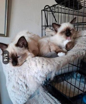 Raggdoll/Birmaan kittens R. Pas  Alert!! Ede beschikbaar voor biedingen