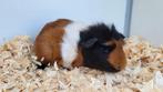 Jonge cavia's, Dieren en Toebehoren, Mei, Mannelijk, Cavia