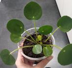 Pannenkoekplant stekjes, goed geworteld!, Ophalen of Verzenden